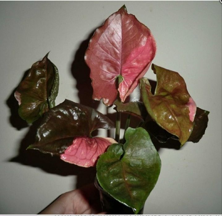 Жоржини, сингоніум полуничний лід, Бересклет