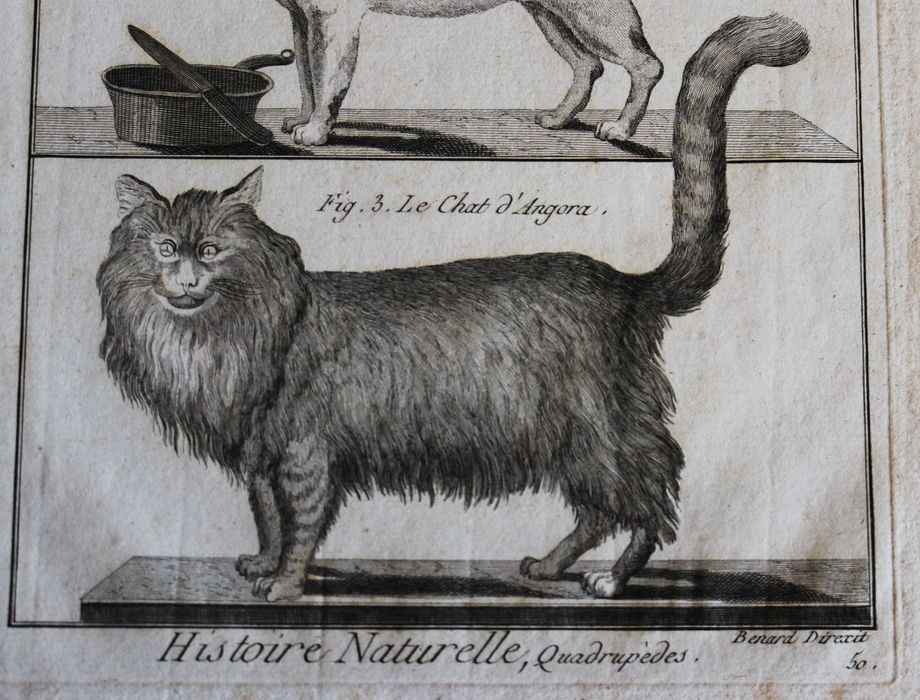 Felinos gravura de Benard para a enciclopédia Diderot e D'Alembert XVIII