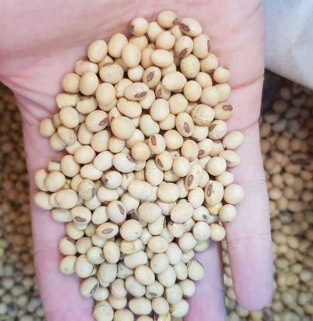 Продам насіння Сої ГМО
