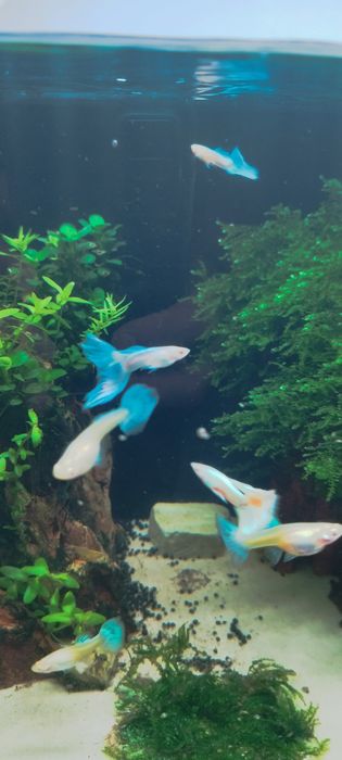 Guppys sky blue albino casal