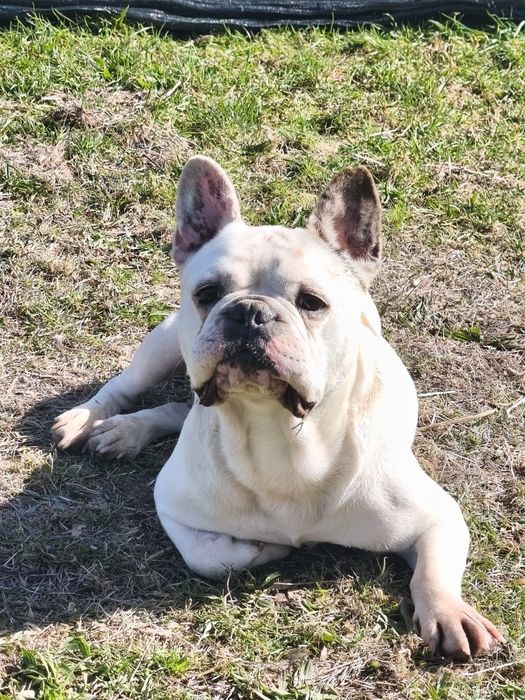 Bulldog francês macho