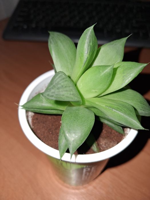 Хавортія ладьєвидна