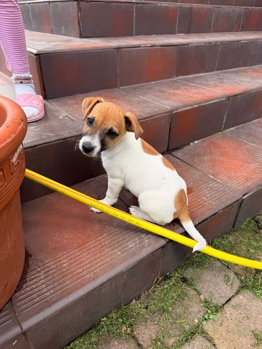 jack russell terrier