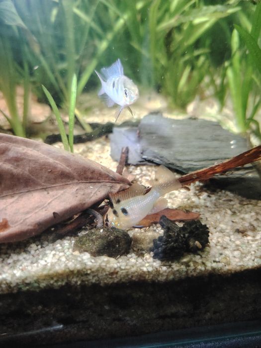 Ramirezis german blue( vários casais)