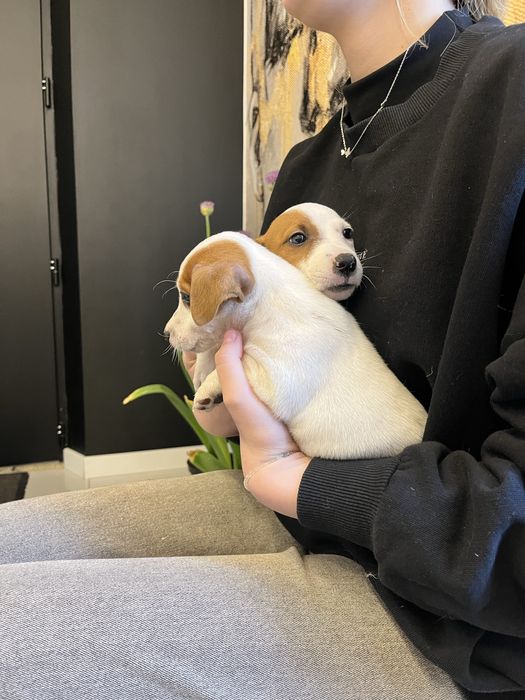 Jack russell terrier