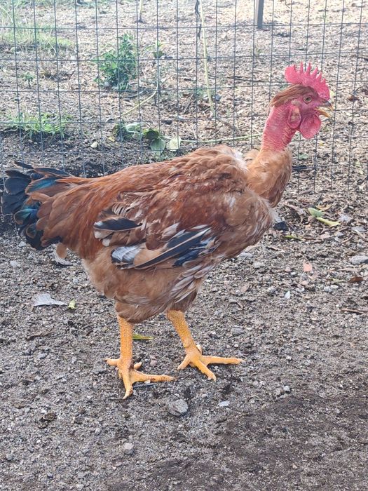 Frangos do campo