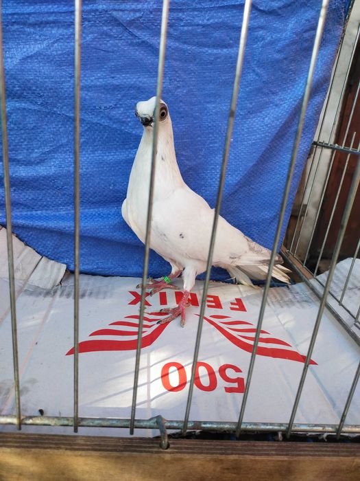 Szek Polski- winerek