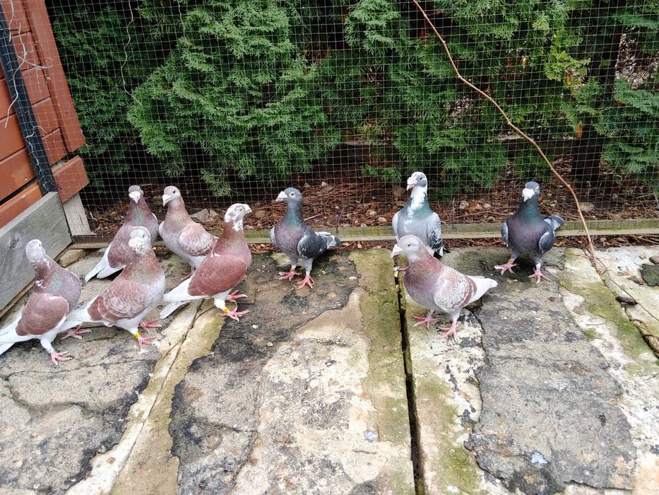 Sprzedam gołębie pocztowe staropolskie