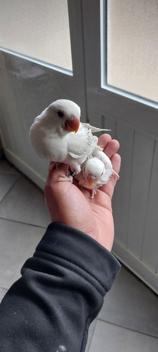 Agapornis roseicollis para criar a mão