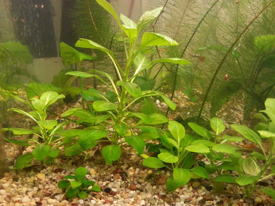 akwariowa Roślina LOBELIA