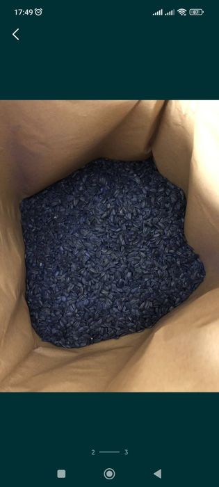 Насіння соняшника JAEGER F 369, канадський гібрид, олійний