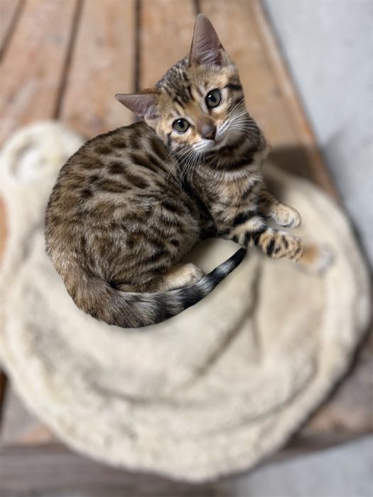 Gatinha Bengal Brown