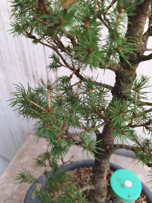 Bonsai picea glauca conica
