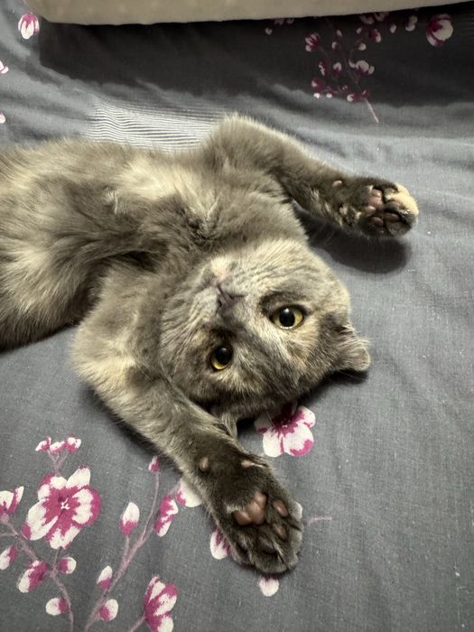 Вислоухая шотландская ласковая девочка котёнок в любящую семью