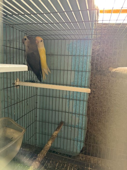 Agapornis varias variedades