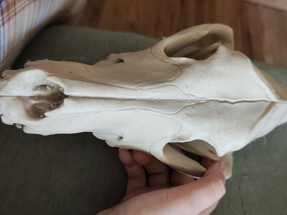 Model 3d czaszka wydruk, model dostępny.