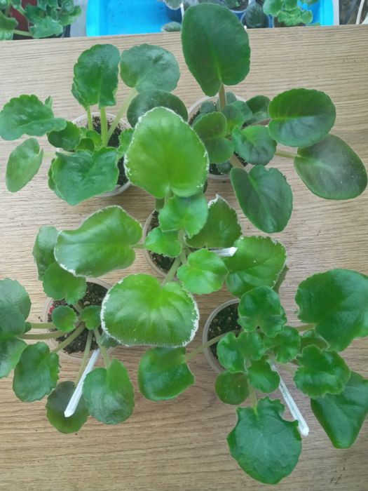 Фіалки сортові, набори