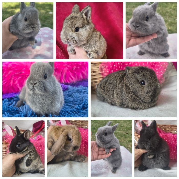 Króliki karzełki Teddy / niderlandzki / mini lop