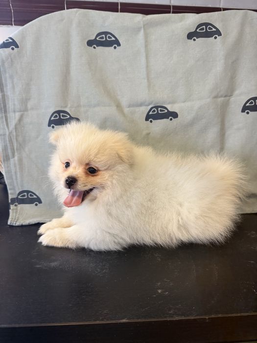 Spitz Alemão/ Lulu da pomerânia macho Meiguinho