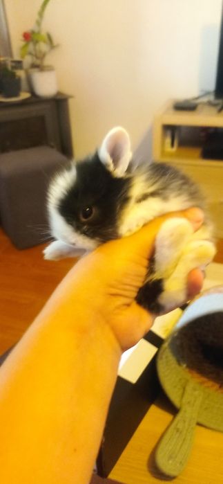 Coelhinhos anões