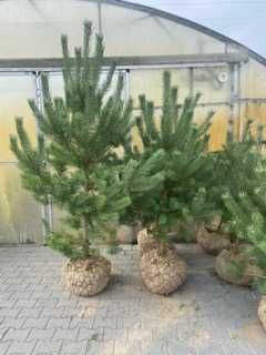 Sosna pospolita 100 - 250 cm