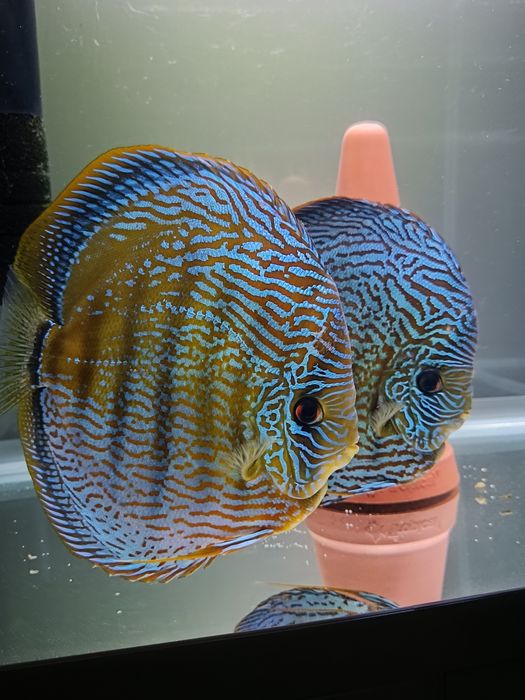 Paletki dyskowce, Red Turkus