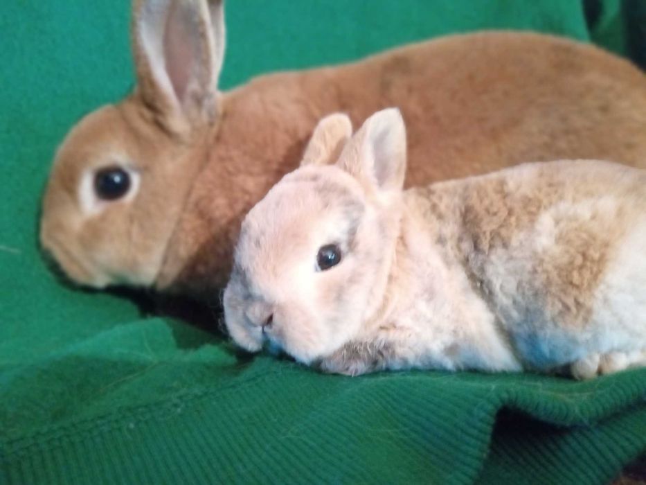 Królik miniaturka karzełek rex hipoalergiczny