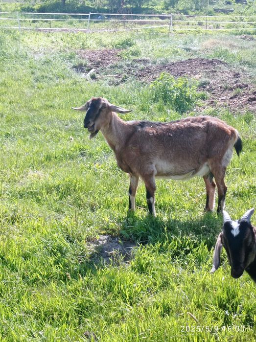Koza anglonubijska 75% AN kotna, w ciąży