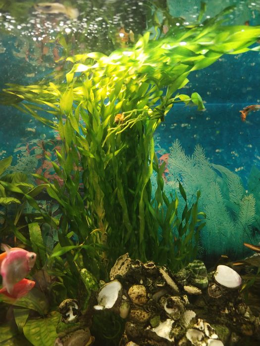 Водоросли для аквариума разные