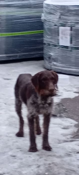 Собака мисливська