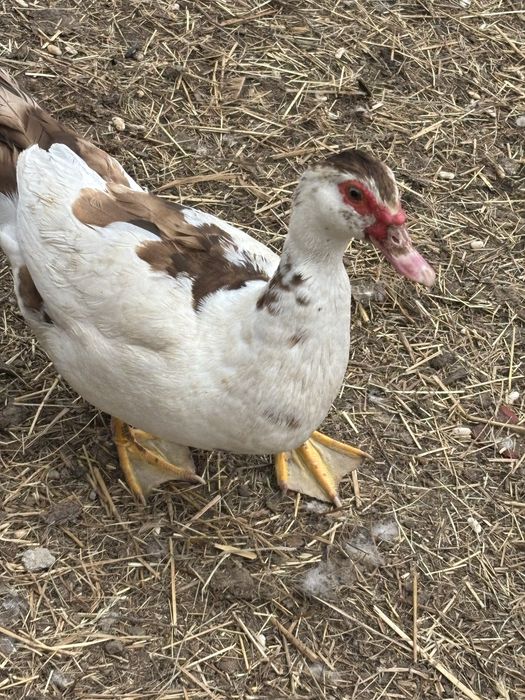 Продам качині яйця на інкубацію  від качок