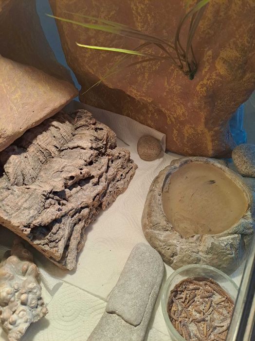 Terarium z gekonami