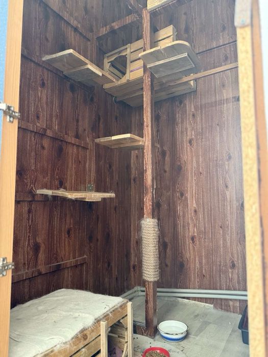 Перетримка котів