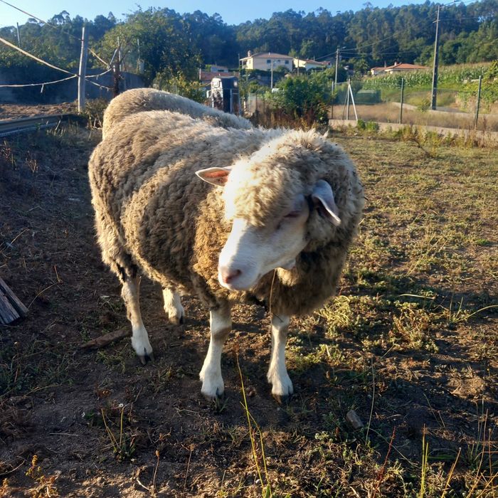 Ovelhas  em animais de quinta