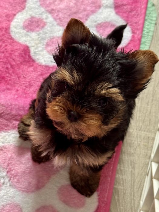 Piesek yorkshire terrier  Diament