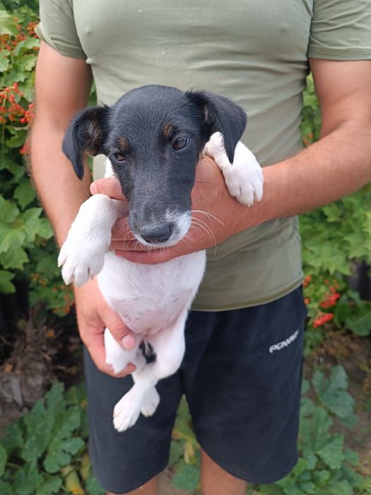 Фокс Терьер девочка полностью привита Одесса