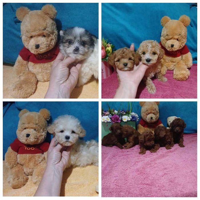 Самые красивые мальтипу и той пуделя. В типе мишка