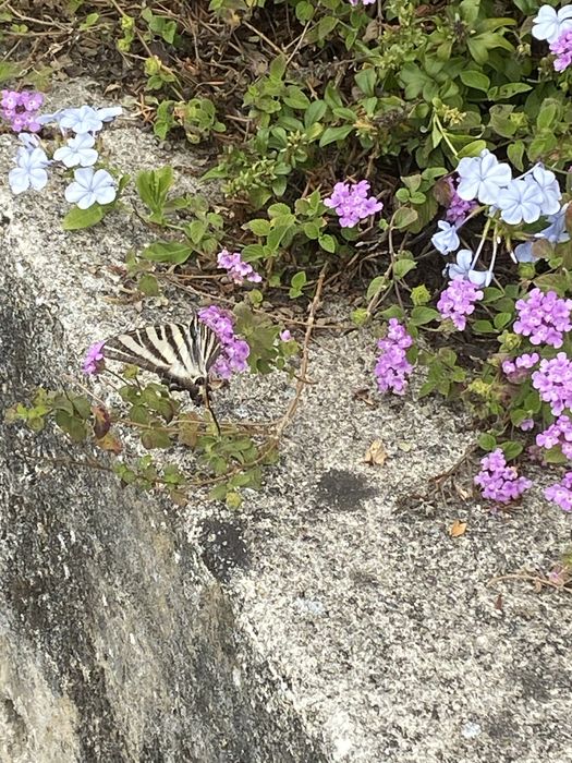 Pele sintetica genuina