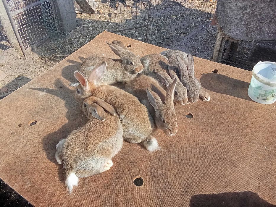 Coelhos caseiros