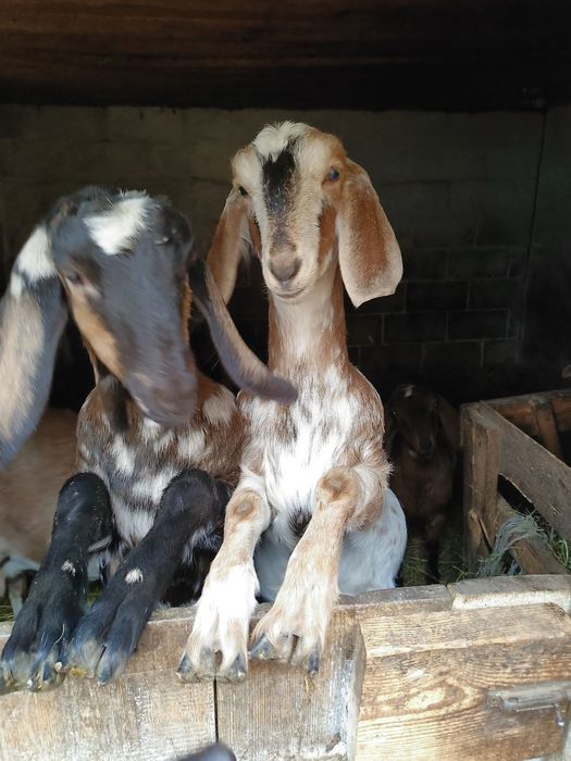 Продам маленькие стадо кіз