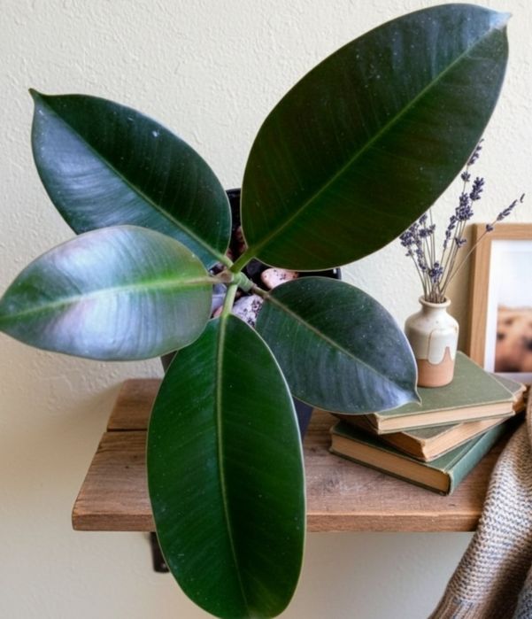 Вазони Сансеверія