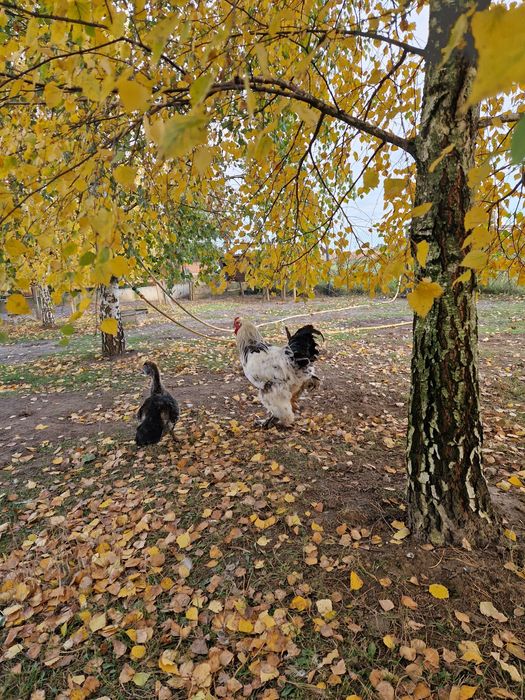 Півень , когут , брама.