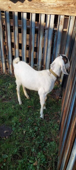 100% Англонубійський козел