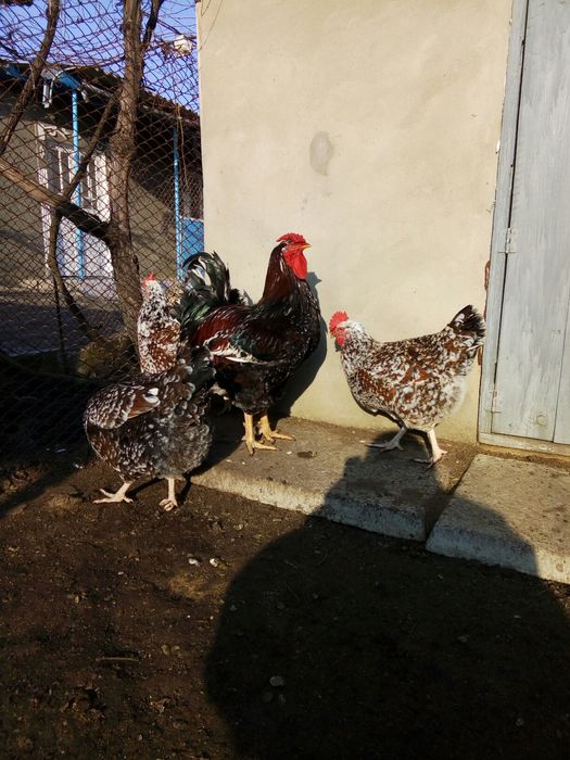 Инкубационное яйцо (Микс)