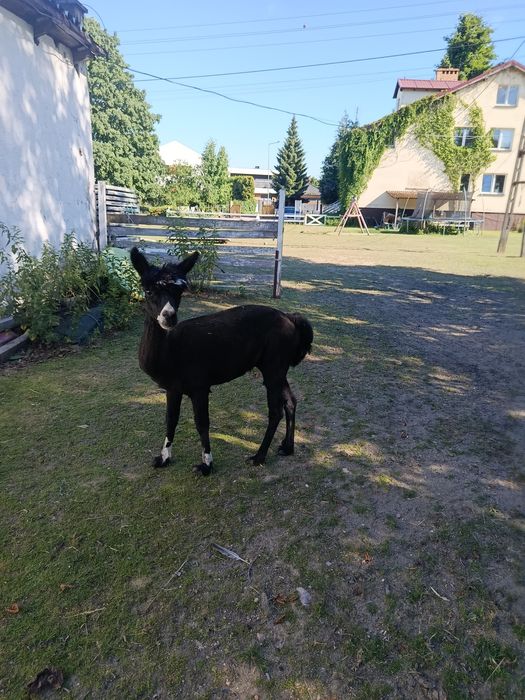 Akpaki samce i Lama samiczka