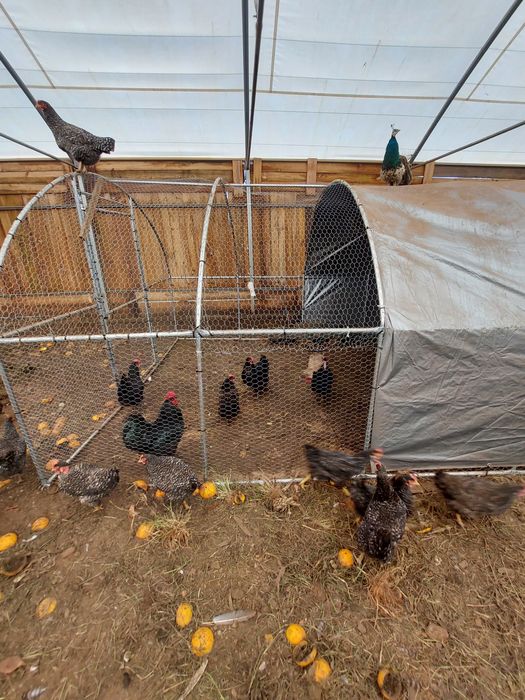 Galinhas pedres portuguesas