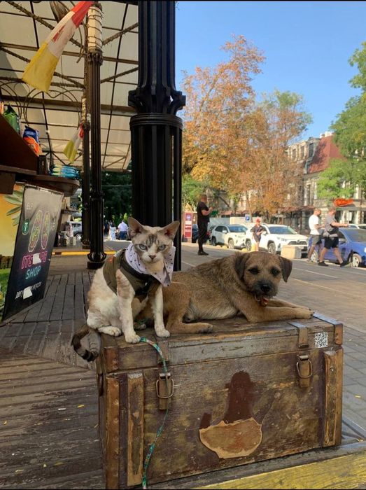 Border terrier Бордер тер'єр Бордер терьер