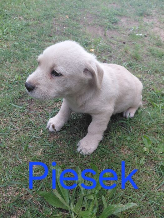 Oddam za darmo pieski