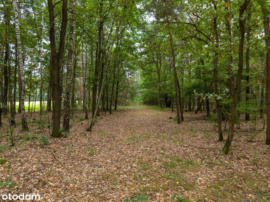 Otulona lasem – wyjątkowa działka 1,35 ha