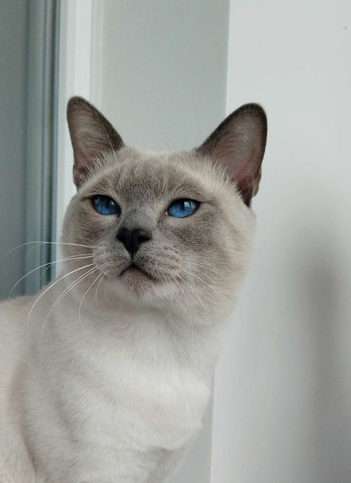 Котята тайские, истинные аристократы.